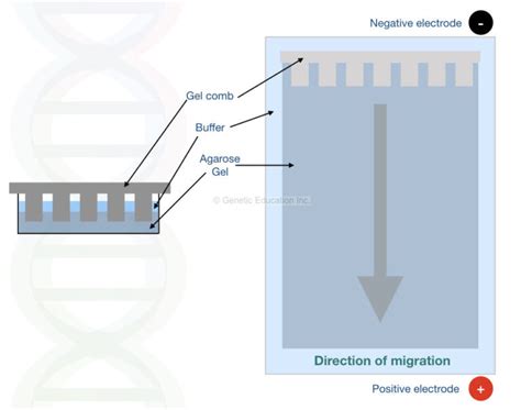 Agarose Gel Electrophoresis: Definition, Principle, .